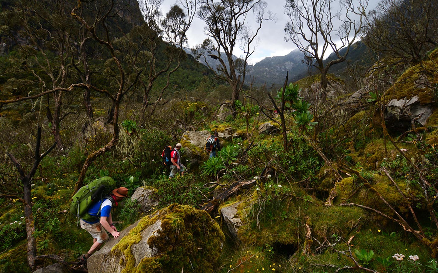 MOUNTAIN RWENZORI NATIONAL PARK - BAZANYA SAFARIS