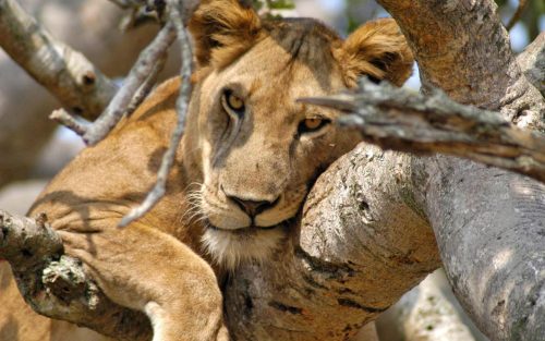 tree climbing lions, uganda tours, lake mburo, mgahinga gorilla national park, lions climbing trees, gorilla families, game safari, kyambura game lodge, best time to visit uganda, gorilla tour