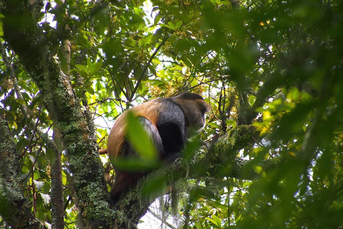 Mgahinga Gorilla National Park - Top Destinations - Ganyana Safaris Uganda