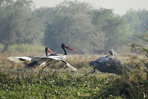 8 Days Uganda Big 5 and Birding Safari